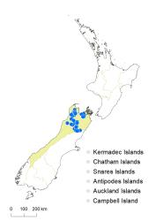 Veronica macrantha var. brachyphylla distribution map based on databased records at AK, CHR & WELT.
 Image: K.Boardman © Landcare Research 2022 CC-BY 4.0